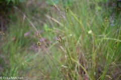 Carex cumulata