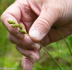 Carex adusta