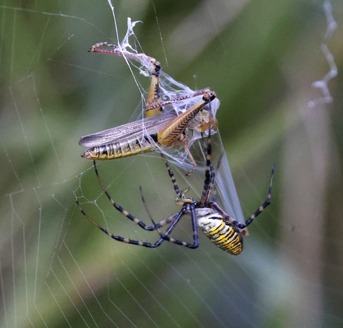 Banded Garden Spider, photo 6 of 9
