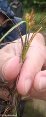 Carex viridula
