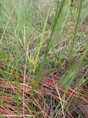 Cladium mariscoides