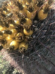 Ferocactus wislizeni