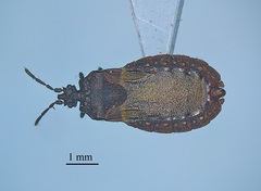 Aneurus inconstans