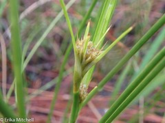 Cladium mariscoides