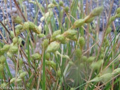 Carex silicea
