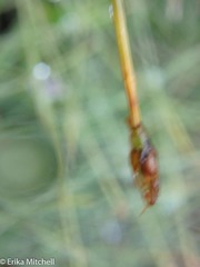 Eleocharis uniglumis