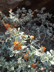 Buddleja marrubiifolia
