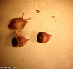Cladium mariscoides