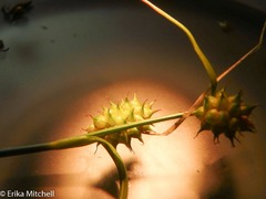 Carex viridula
