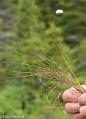 Eriophorum vaginatum