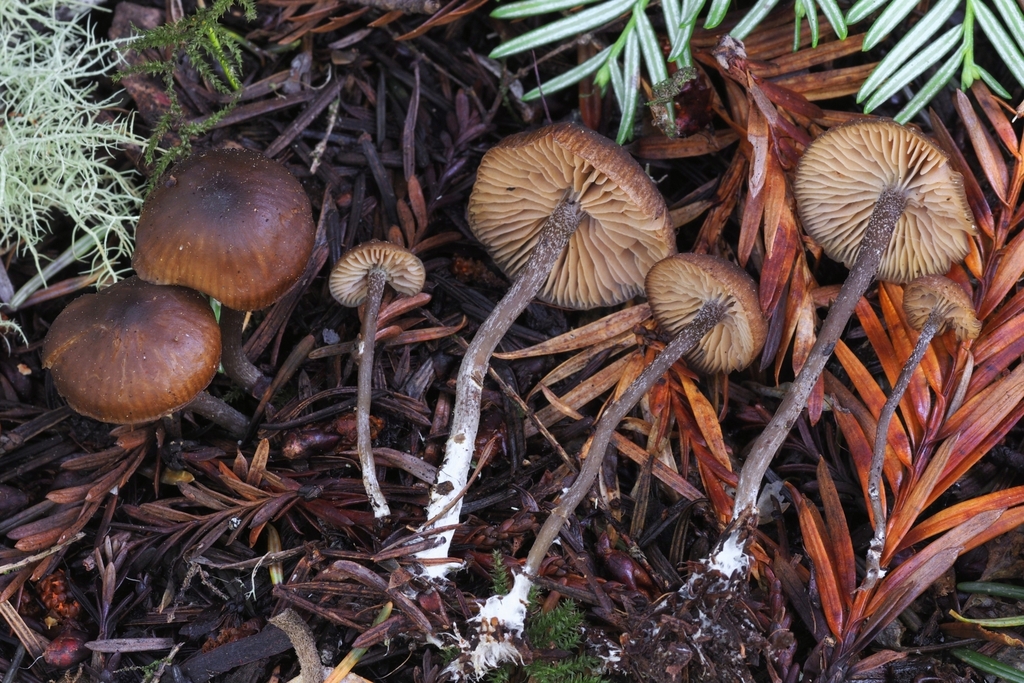 Rhodocybe aureicystidiata
