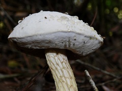 Austroboletus subflavidus image