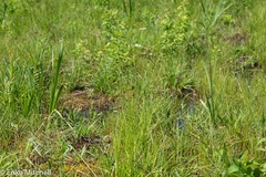 Carex waponahkikensis