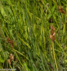 Carex waponahkikensis
