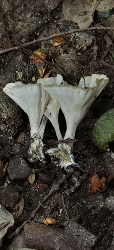 White Fan Fungus
