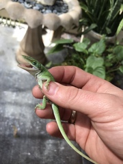 Anolis carolinensis