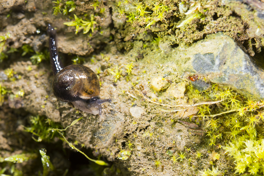 Jumping snail