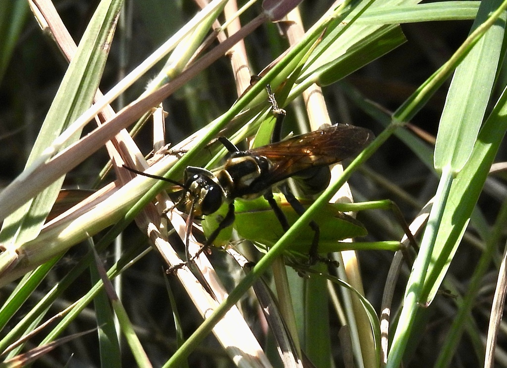 Golden Rein Wasp