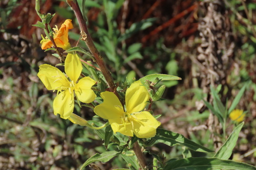 iNaturalist observation photo of tall evening primrose