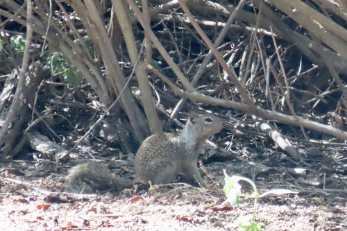 iNaturalist observation photo of California Ground Squirrel