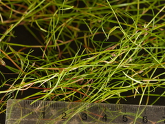 Schoenus maschalinus