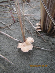 Paramarasmius mesosporus