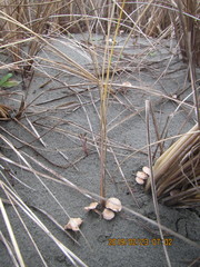 Paramarasmius mesosporus