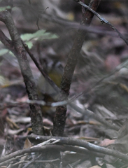 Arremonops chloronotus