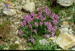 Scutellaria alpina