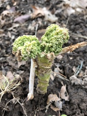 Brassica oleracea italica