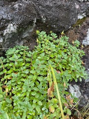 Hypericum buckleyi, photograph (c) Brandon Corder, some rights reserved (CC BY)