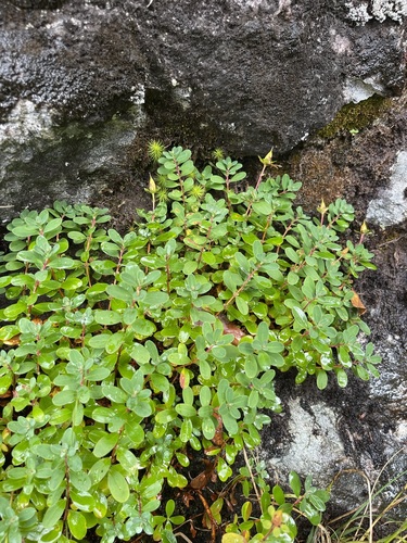 Hypericum buckleyi, photograph 4