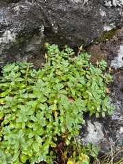 Hypericum buckleyi, photograph (c) Brandon Corder, some rights reserved (CC BY)