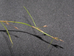 Schoenus maschalinus