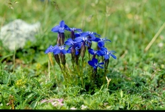 Gentiana bavarica bavarica