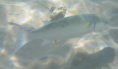 Crenimugil crenilabis