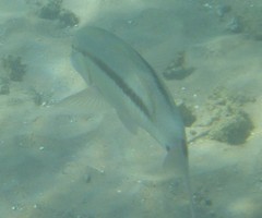 Parupeneus barberinus