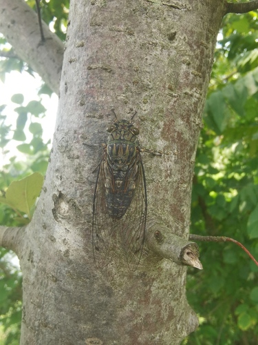 Priest Cicada