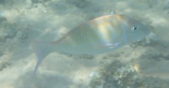 Lethrinus nebulosus