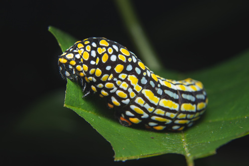 white-crescent swallowtail