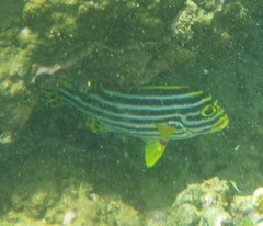 Plectorhinchus vittatus