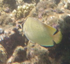 Chaetodon citrinellus