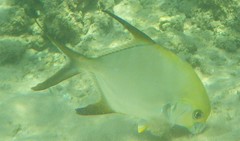 Trachinotus blochii