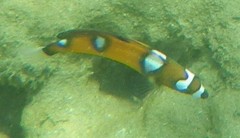 Coris formosa