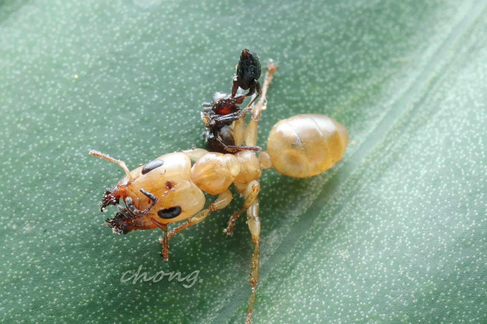 Gesomyrmex chaperi