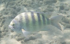 Abudefduf septemfasciatus