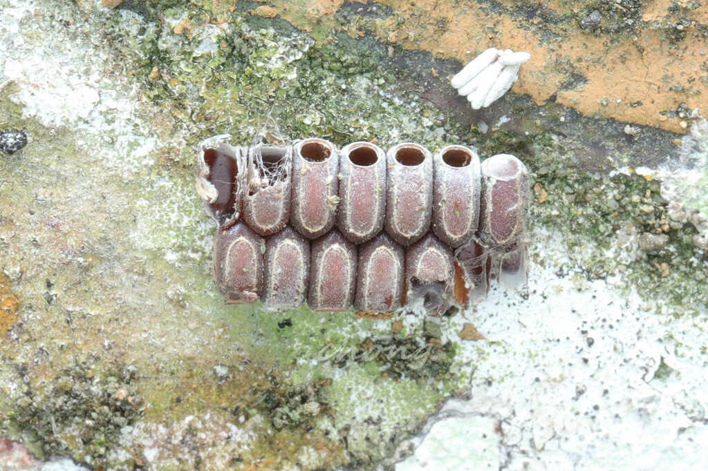 Soorabi Insect Sosibia from 马来西亚沙巴拉瑙邮政编码: 89300 on July 15, 2023 at 10:47 AM by 虫虫 ...