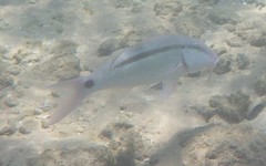 Parupeneus barberinus