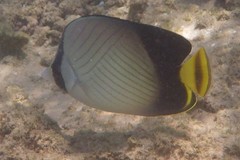 Chaetodon decussatus