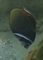 Chaetodon collare